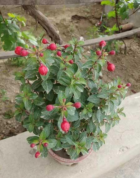绿植养护工作管理