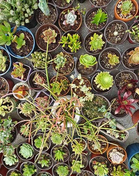 绿植养护工作管理