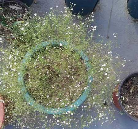 绿植养护工作管理