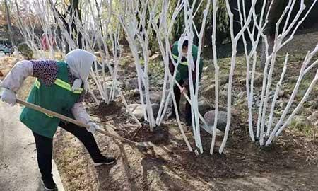 绿植养护费用