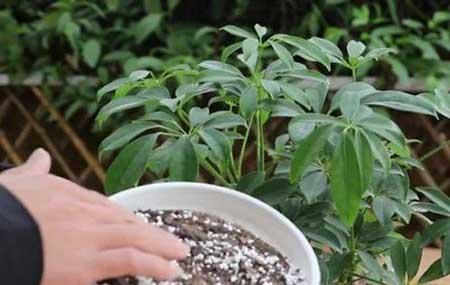 绿植鸭掌木七叶莲怎么养