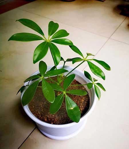 绿植鸭掌木七叶莲怎么养