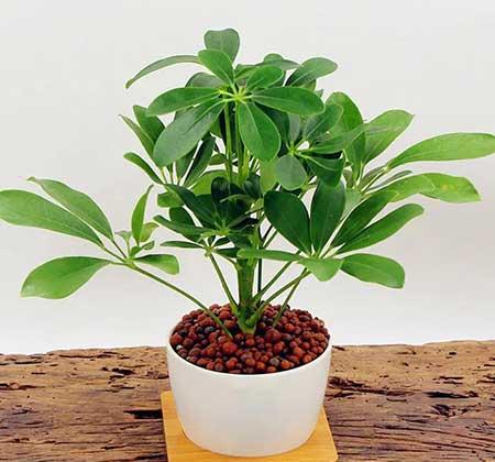 绿植鸭掌木七叶莲怎么养