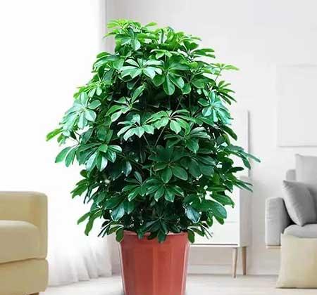 绿植鸭掌木七叶莲怎么养