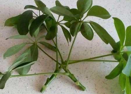 绿植鸭掌木七叶莲怎么养
