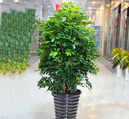 绿植鸭掌木七叶莲怎么养