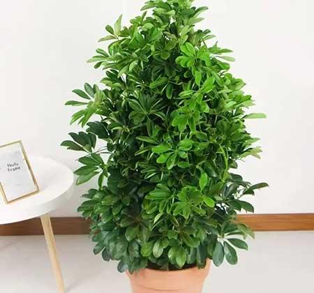 绿植鸭掌木七叶莲怎么养