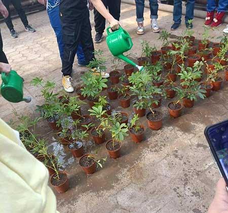 绿植鸭掌木七叶莲怎么养