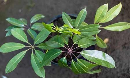 绿植鸭掌木七叶莲怎么养