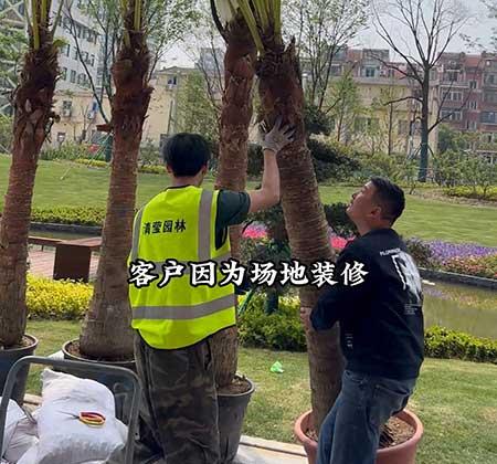 绿植出租大概多少钱