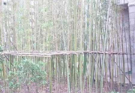 绿化的养护