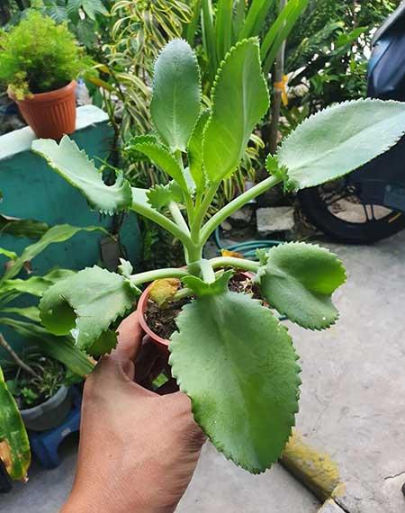 懒人花盆能养什么花