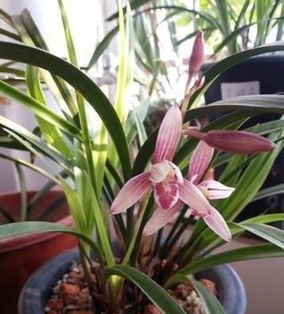 兰花土还可以养什么花