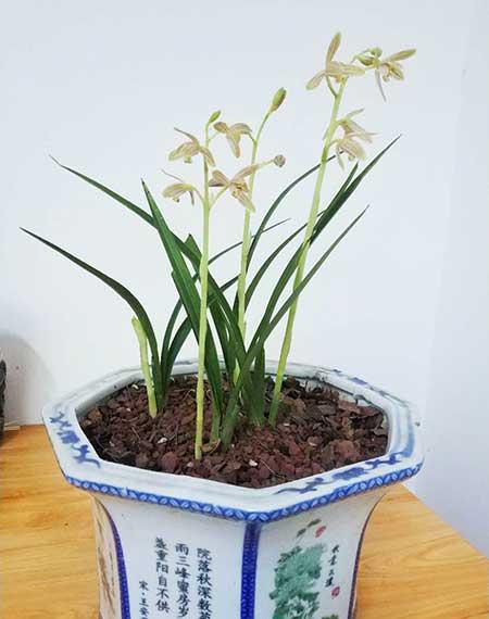 兰花土还可以养什么花