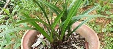兰花土还可以养什么花
