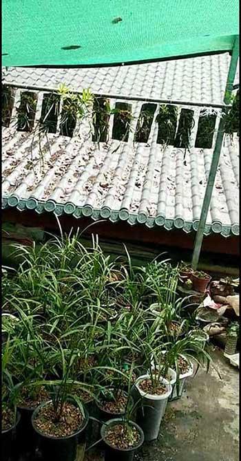 兰花土还可以养什么花