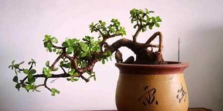 宽口浅底盆适合养什么花