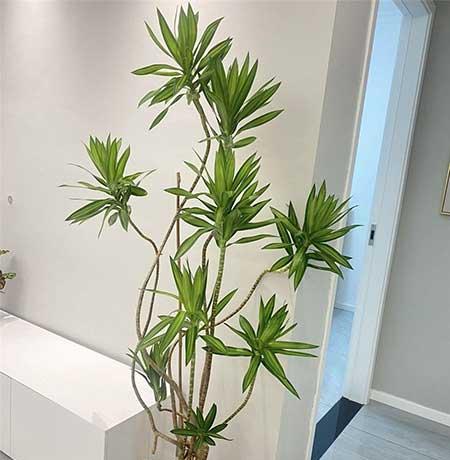 客厅最好养的植物