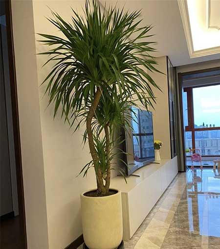 客厅最好养的植物