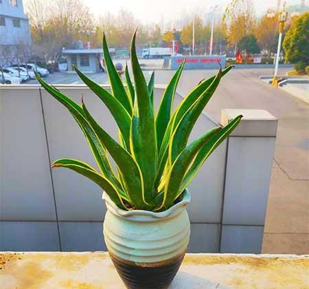 客厅小绿植哪些好养