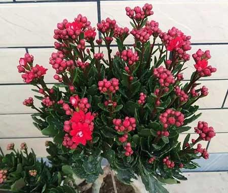 客厅小绿植哪些好养