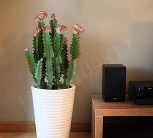 客厅小绿植哪些好养