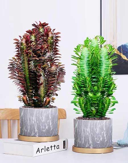 客厅小绿植哪些好养