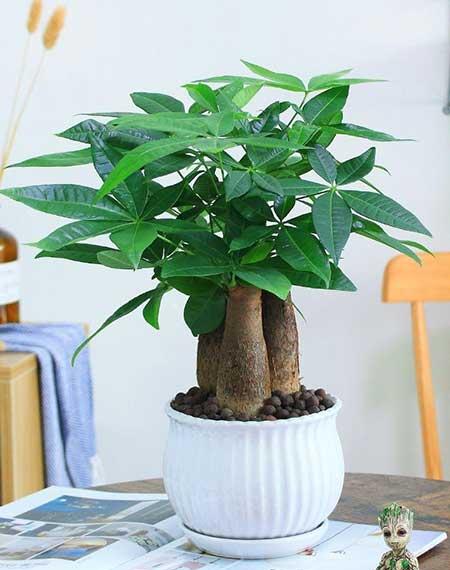 客厅小绿植哪些好养