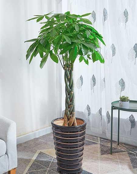 客厅小绿植哪些好养