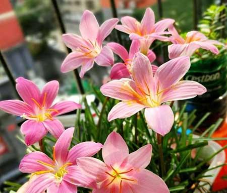 可以养在室外的花