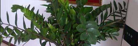 金钱树植物怎么养护