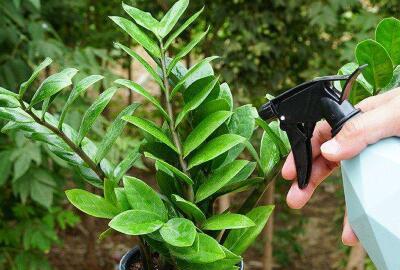 金钱树植物怎么养护