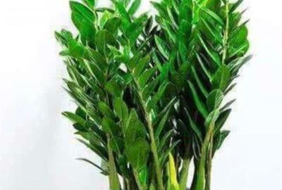 金钱树植物怎么养护
