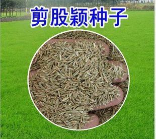 剪股颖草坪养护