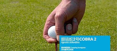 剪股颖草坪养护