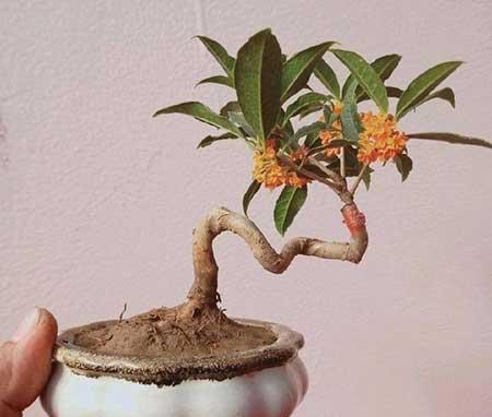 嫁接桂花盆栽怎么养