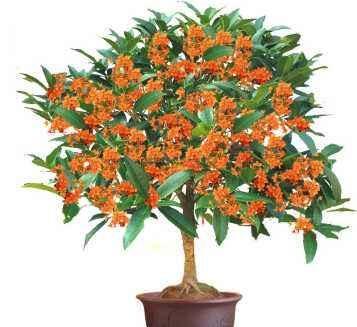 嫁接桂花盆栽怎么养