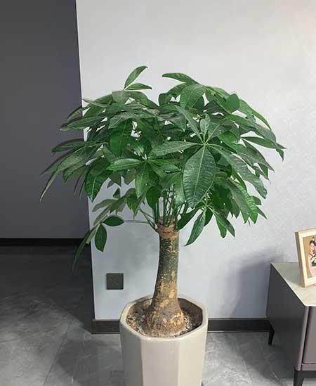 家庭养的绿植