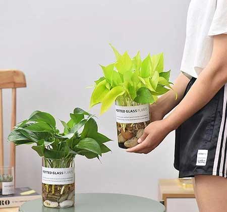 家里长养的花
