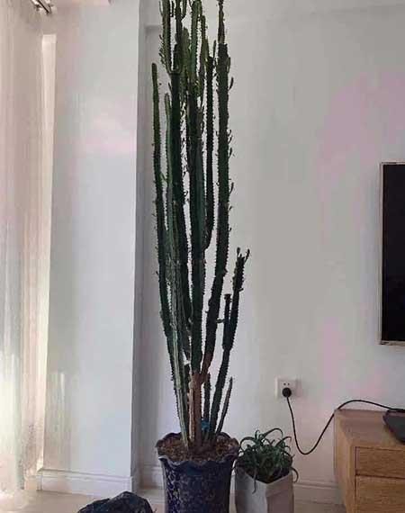 家里长养的花