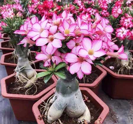 家里长养的花