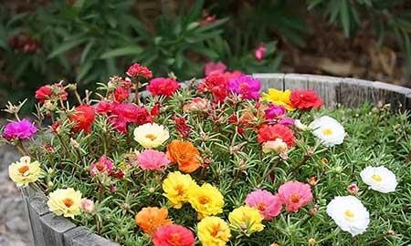 家里长养的花