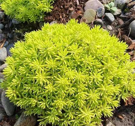家里长养的花