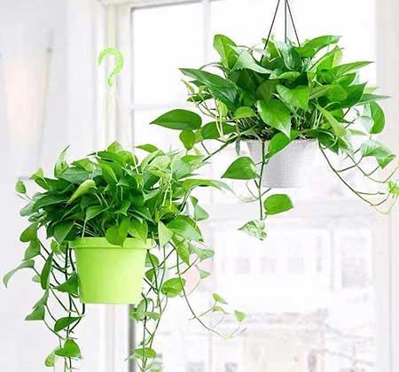 家里长养的花