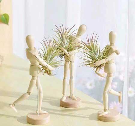 家里长养的花