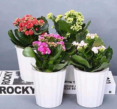 家里长养的花
