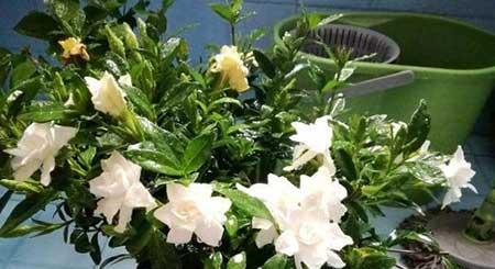 家里养的绿植老是黄叶是怎么办