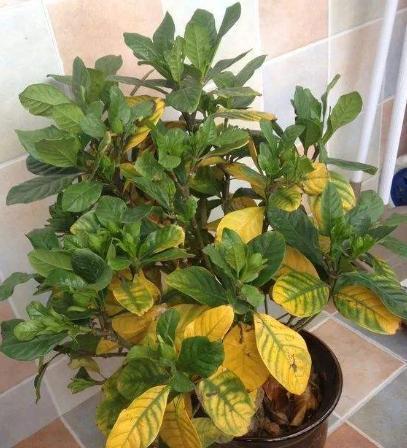 家里养的绿植老是黄叶是怎么办