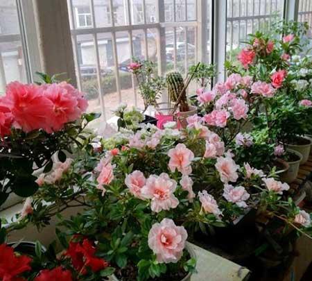 家里养的绿植老是黄叶是怎么办
