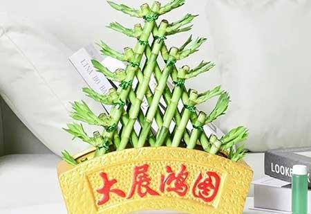 家里盆栽的青竹怎么养